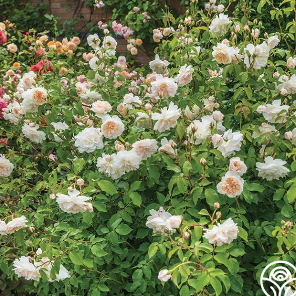 Heirloom Roses Lichfield Angel Discount