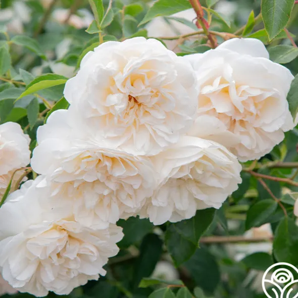 Heirloom Roses Lichfield Angel Discount