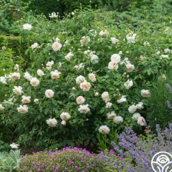 Heirloom Roses Lichfield Angel Discount