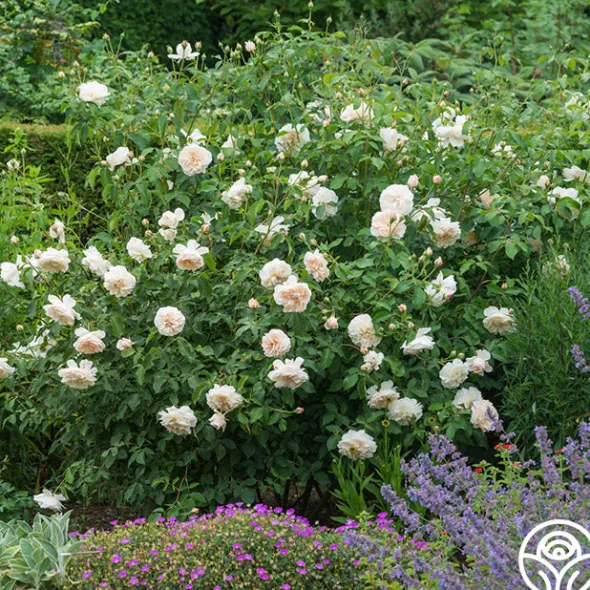 Heirloom Roses Lichfield Angel Discount