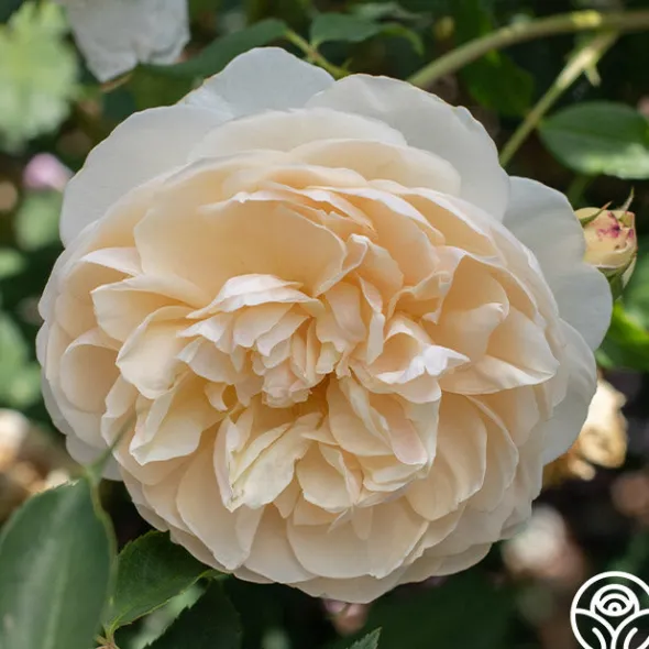 Heirloom Roses Lichfield Angel Discount