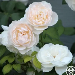 Heirloom Roses Lichfield Angel Discount