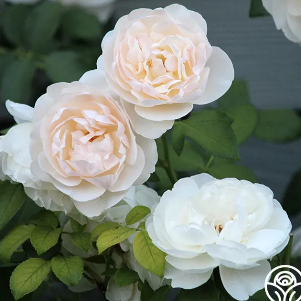 Heirloom Roses Lichfield Angel Discount