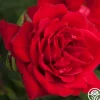 Heirloom Roses Liebeszauber® New