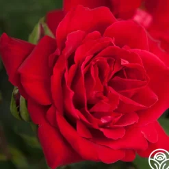 Heirloom Roses Liebeszauber® New