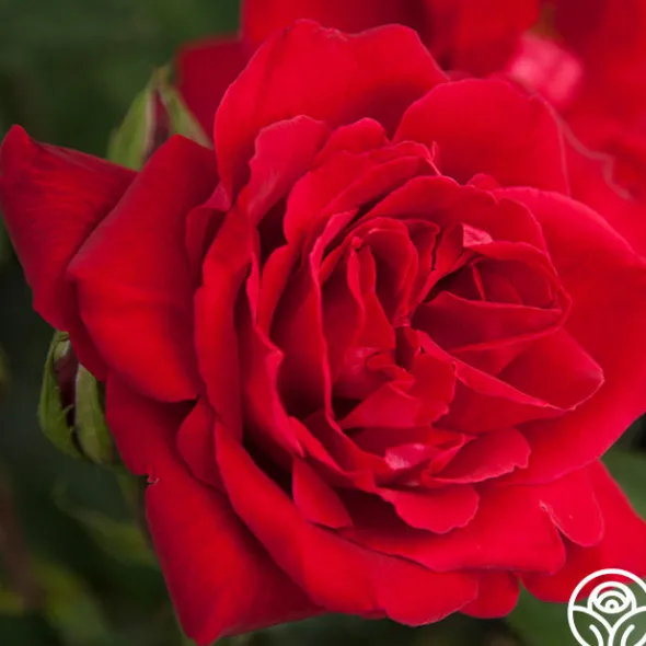 Heirloom Roses Liebeszauber® New