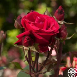 Heirloom Roses Liebeszauber® New