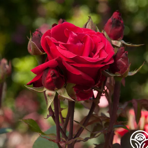 Heirloom Roses Liebeszauber® New