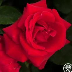 Heirloom Roses Liebeszauber® New