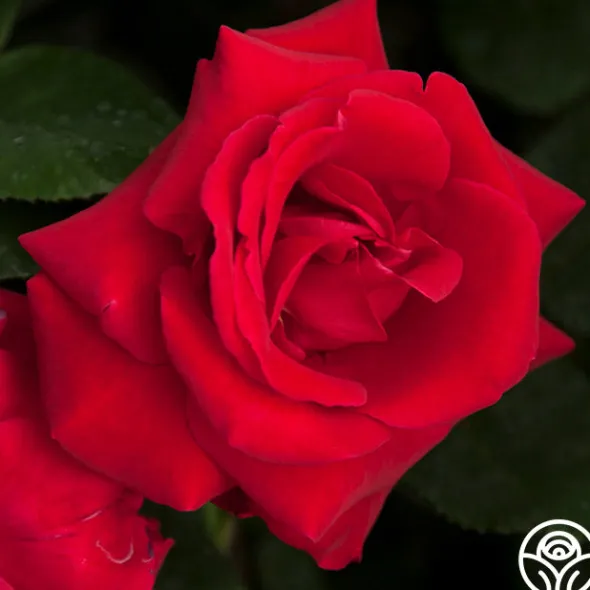 Heirloom Roses Liebeszauber® New
