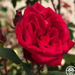 Heirloom Roses Liebeszauber® New