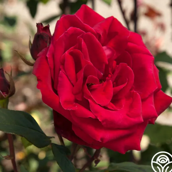 Heirloom Roses Liebeszauber® New