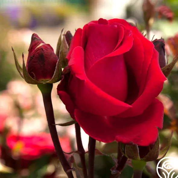 Heirloom Roses Liebeszauber® New