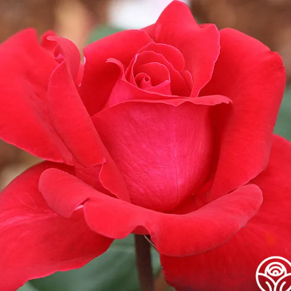 Heirloom Roses Liebeszauber® New