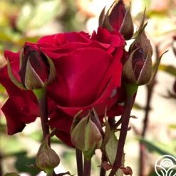 Heirloom Roses Liebeszauber® New