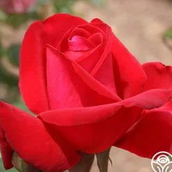 Heirloom Roses Liebeszauber® New