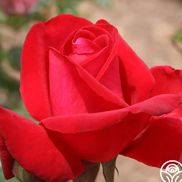 Heirloom Roses Liebeszauber® New