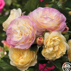 Heirloom Roses Life of the Party™ Outlet