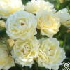 Heirloom Roses Light Of Day Hot