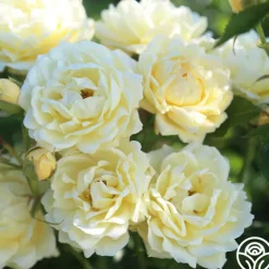 Heirloom Roses Light Of Day Hot