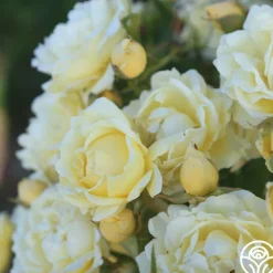 Heirloom Roses Light Of Day Hot