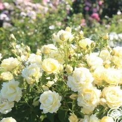 Heirloom Roses Light Of Day Hot