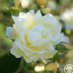 Heirloom Roses Light Of Day Hot