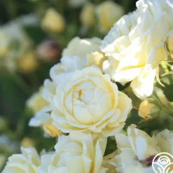 Heirloom Roses Light Of Day Hot