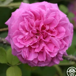 Heirloom Roses Lilac Pink Moss