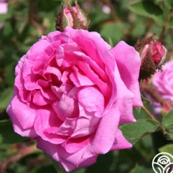 Heirloom Roses Lilac Pink Moss