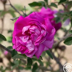 Heirloom Roses Lilac Pink Moss