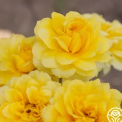 Heirloom Roses Limelight Clearance