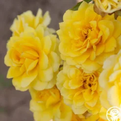 Heirloom Roses Limelight Clearance