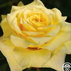 Heirloom Roses Limelight Clearance