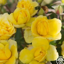 Heirloom Roses Limelight Clearance