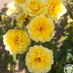Heirloom Roses Limelight Clearance