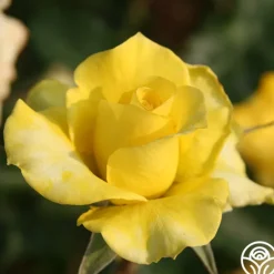 Heirloom Roses Limelight Clearance