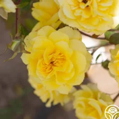 Heirloom Roses Limelight Clearance