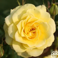 Heirloom Roses Limelight Clearance