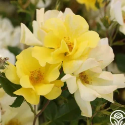 Heirloom Roses Limoncello™ Best
