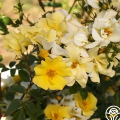 Heirloom Roses Limoncello™ Best