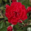 Heirloom Roses Linda Campbell Sale