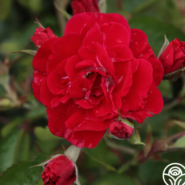 Heirloom Roses Linda Campbell Sale