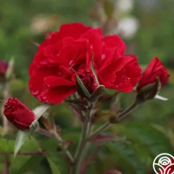 Heirloom Roses Linda Campbell Sale