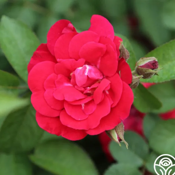 Heirloom Roses Linda Campbell Sale