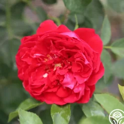 Heirloom Roses Linda Campbell Sale