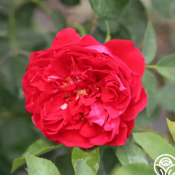 Heirloom Roses Linda Campbell Sale