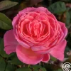 Heirloom Roses Liv Tyler™ Hot