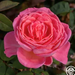 Heirloom Roses Liv Tyler™ Hot