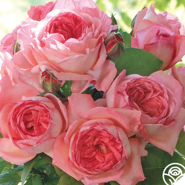 Heirloom Roses Liv Tyler™ Hot